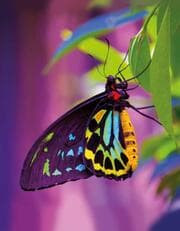 Cover von Blankbook Butterfly