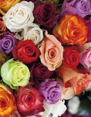 Cover von Blankbook Roses