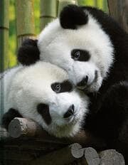 Cover von BlankBook Pandas