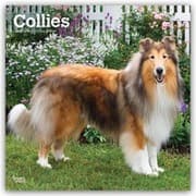 Cover von Collies/Langhaarcollie 2027