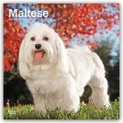 Cover von Maltese/Malteser 2027
