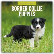 Cover von Border Collie Puppies - Border Collie Welpen 2025 - 16-Monatskalender