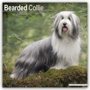 Cover von Bearded Collie 2025 - 16-Monatskalender