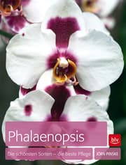 Cover von Phalaenopsis