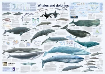 Cover von Whales and dolphins